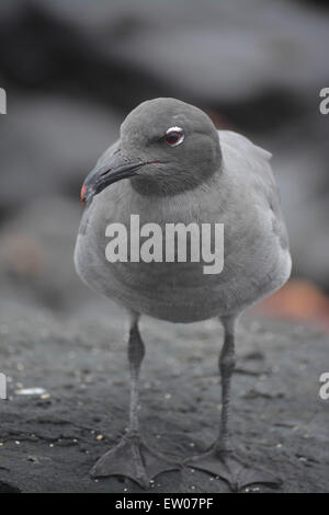 Lava-Möwe (Leucophaeus Fuliginosus) in den Galapagos-Inseln. Stockfoto