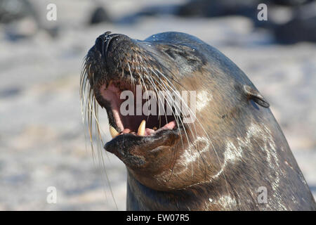 Galapagos-Seelöwen-Stier brüllt! Stockfoto