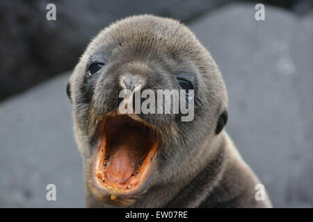 Galapagos-Seelöwe pup Gähnen Stockfoto