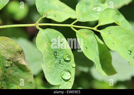 Ein schönes 5184 x 3456 Bild von Regentropfen auf einem Blatt. Stockfoto