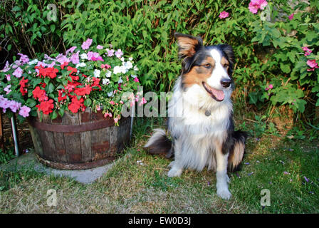 Tri-farbige Border Collie im Garten Stockfoto