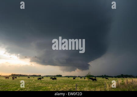 Superzelle Sturm bewegt sich über Weidevieh in zentralen Nebraska. Stockfoto