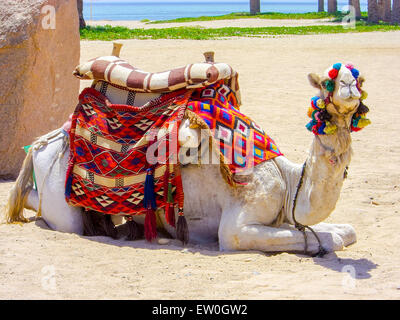 Kamel an einem tropischen Strand, ruhig warten auf andere Touristen rund um die Wüste für eine Reise zu nehmen Stockfoto