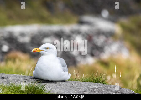 Möwe an der Küste bei Slea Head Drive, Iveragh-Halbinsel, County Kerry, Irland Stockfoto