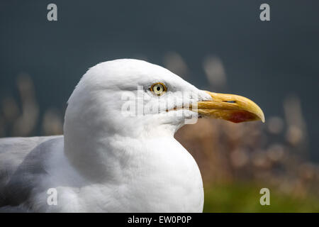 Möwe an der Küste bei Slea Head Drive, Iveragh-Halbinsel, County Kerry, Irland Stockfoto