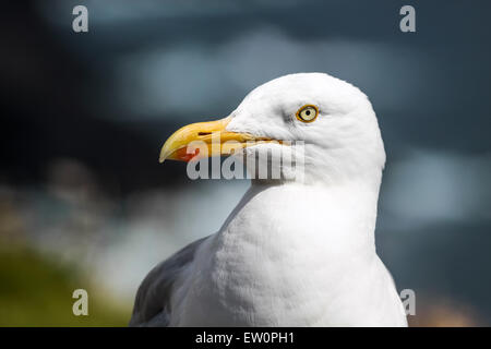 Möwe an der Küste bei Slea Head Drive, Iveragh-Halbinsel, County Kerry, Irland Stockfoto