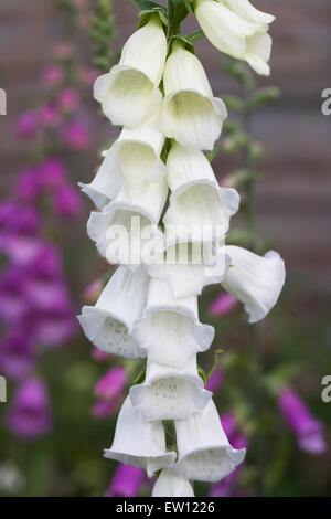 Digitalis Purpurea. Weißer Fingerhut (gefleckte Form) in einem englischen Garten. Stockfoto