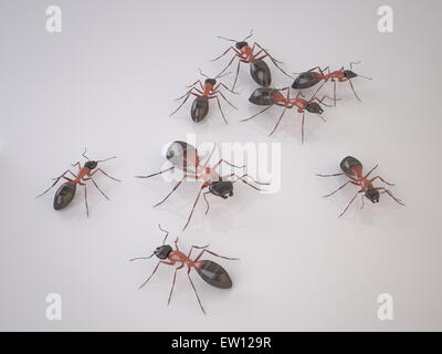 Gruppe von Ameisen auf weißem Hintergrund. Schwarm von Insekten. Ist ein Schädlinge. Hochauflösende 3D Render Stockfoto