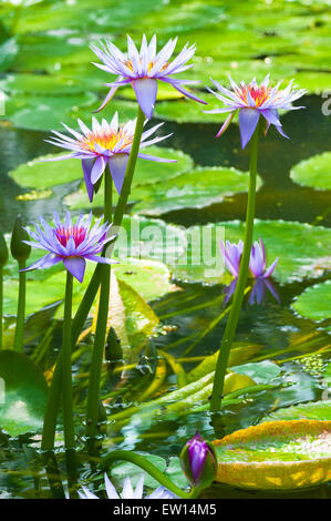 Makro der Nymphaea Caerulea, bekannt als Seerosen. Aufgenommen am 9. Juni 2015 Stockfoto