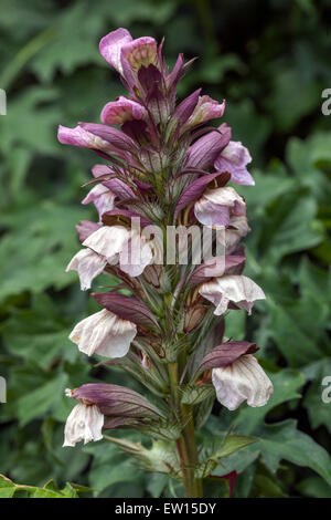 Bär der Beckenendlage Acanthus mollis Stockfoto