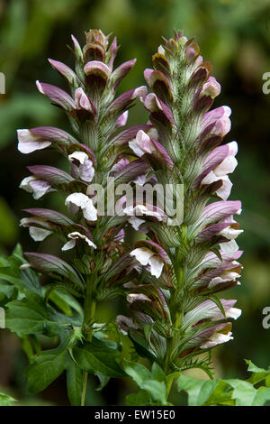 Bär der Beckenendlage Acanthus mollis Stockfoto