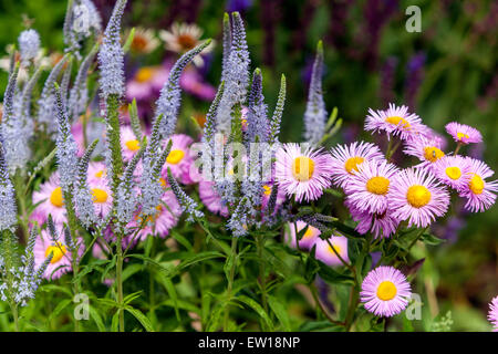 Flohblumen Erigeron 'Rosa Juwel', Pseudolysimachion maritimum Veronica longifolia 'Lilac Fantasy' Langblatt-Speedwell gemischte Borte blühend Stockfoto