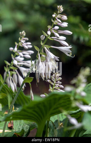 Hosta Blooming, Pflanzen Sie weiße Blumen Stockfoto