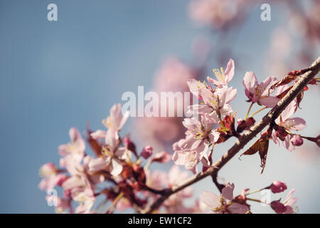 Nahaufnahme der Kirschbaum (Prunus Sargentii) blüht im Frühjahr Stockfoto