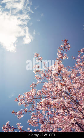 Kirschbaum (Prunus Sargentii) Blüten blühen im Frühjahr gegen blauen Himmel Stockfoto