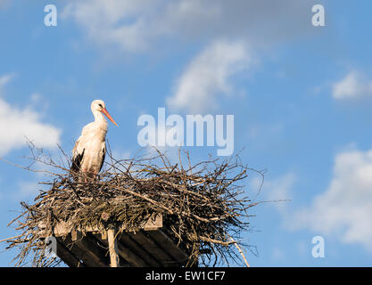 Weißer Storch (Ciconia Ciconia) stehen auf dem Nest, blauen Himmel und weiße Wolken im Hintergrund Stockfoto