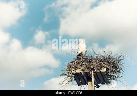 Weißstorch (Ciconia Ciconia) stehen auf dem Nest gegen schönen Himmel mit weißen Wolken im Hintergrund Stockfoto