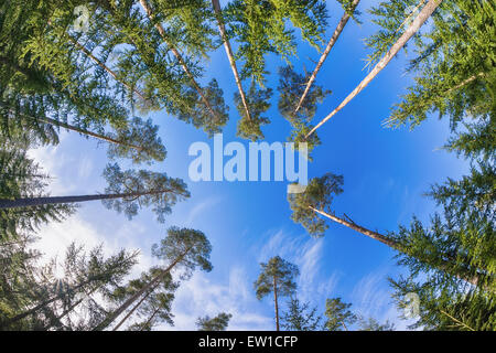 Hohe Kiefer Baumkronen gegen blauen Himmel und weiße Wolken Stockfoto