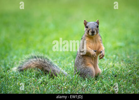 Niedliche östlichen Fuchs, Eichhörnchen (Sciurus Niger) Essen Vogelfutter im Garten Stockfoto
