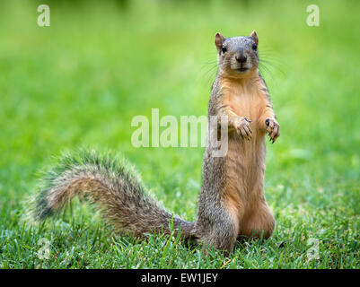 Young östlichen Fuchs, Eichhörnchen (Sciurus Niger) Essen Vogelfutter im Garten Stockfoto