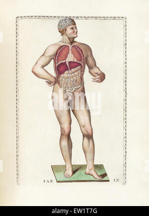 Die Wissenschaft von der menschlichen Anatomie von Bartholomeo Eustachi, Darstellung der Form, Größe und relative Position der Organe des menschlichen Stockfoto