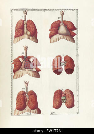 Die Wissenschaft von der menschlichen Anatomie von Bartholomeo Eustachi, Darstellung der Form, Größe und relative Position der Organe des menschlichen Stockfoto