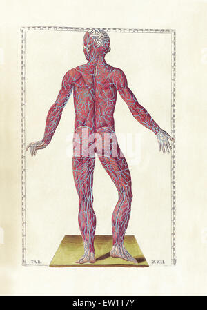 Die Wissenschaft von der menschlichen Anatomie von Bartholomeo Eustachi, Darstellung der Form, Größe und relative Position der Organe des menschlichen Stockfoto