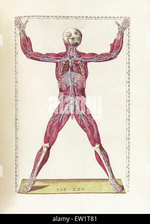 Die Wissenschaft von der menschlichen Anatomie von Bartholomeo Eustachi, Darstellung der Form, Größe und relative Position der Organe des menschlichen Stockfoto