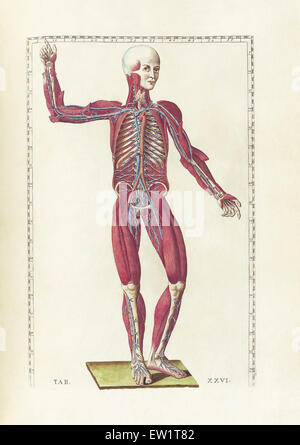 Die Wissenschaft von der menschlichen Anatomie von Bartholomeo Eustachi, Darstellung der Form, Größe und relative Position der Organe des menschlichen Stockfoto