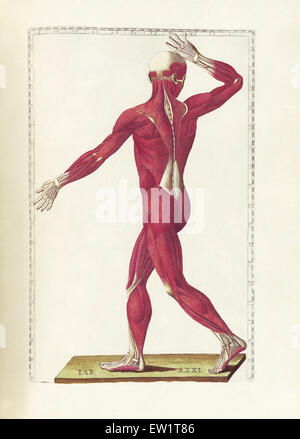 Die Wissenschaft von der menschlichen Anatomie von Bartholomeo Eustachi, Darstellung der Form, Größe und relative Position der Organe des menschlichen Stockfoto