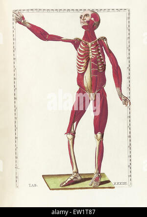 Die Wissenschaft von der menschlichen Anatomie von Bartholomeo Eustachi, Darstellung der Form, Größe und relative Position der Organe des menschlichen Stockfoto