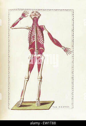 Die Wissenschaft von der menschlichen Anatomie von Bartholomeo Eustachi, Darstellung der Form, Größe und relative Position der Organe des menschlichen Stockfoto