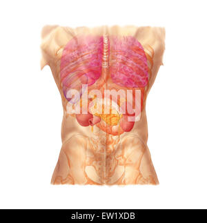 Abdominal-Quadranten, hintere Ansicht mit inneren Organen und Brustkorb. Stockfoto