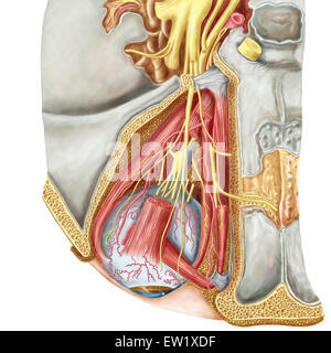 Orbital Schnitt zeigt Abducent Nerv mit ciliary Ganglion und Oculomotor Nerv. Stockfoto