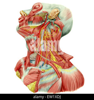 Detaillierte Dissektion der Hals zeigt Ansa Cervicalis (lateinisch), überlegene Wurzel oder absteigende hypoglossal, minderwertige Wurzel o anzeigen Stockfoto