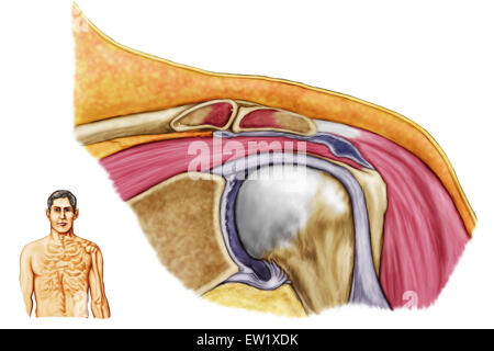 Anatomie der linken Schulter, koronale Ansicht. Stockfoto