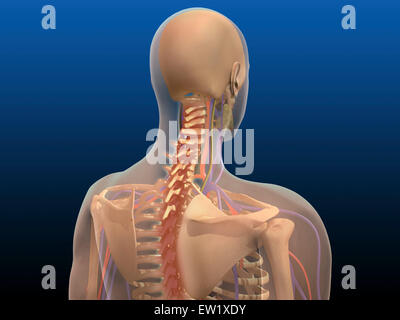 Rückansicht des menschlichen Körpers zeigen, Rückenmark und Schulterblatt (Scapula). Stockfoto