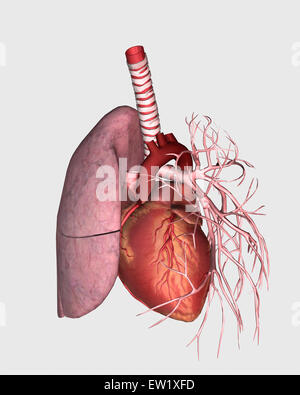 Lungenkreislauf des menschlichen Herzens und der Lunge. Stockfoto