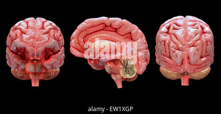 3D-Rendering des menschlichen Gehirns. Stockfoto