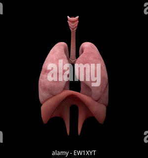 3D Darstellung der menschlichen Lunge. Stockfoto