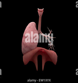 3D Darstellung der menschlichen Lunge Atemwege Baum mit Membran. Stockfoto