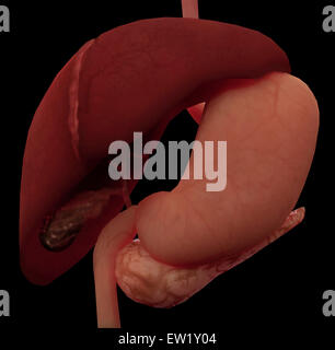 3D-Rendering von Leber und Magen des menschlichen Verdauungssystems. Stockfoto