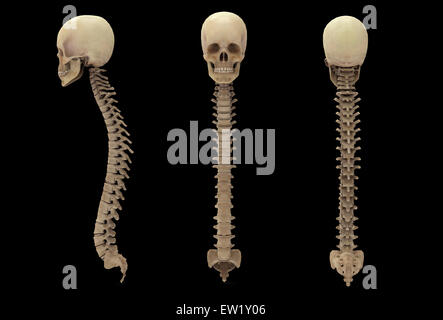 3D Darstellung der menschlichen Wirbelsäule mit Schädel. Stockfoto