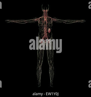 3D-Rendering menschliche Lymphsystem. Stockfoto