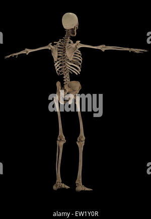 3D-Rendering des menschlichen Bewegungsapparates, Sicht nach hinten. Stockfoto