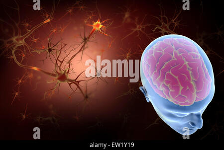 Konzeptbild des menschlichen Gehirns mit Neuronen im Hintergrund. Stockfoto