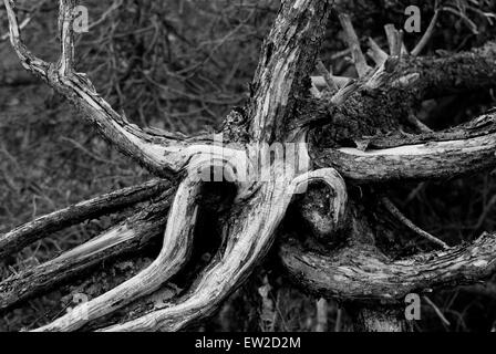 Toten Drehkiefern Wurzel Wad im Yellowstone Nationalpark, WY Stockfoto