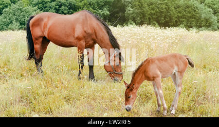Pferd und Fohlen in einem Feld Stockfoto