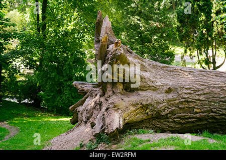 Wurzel von den gefallenen Grossbaum Stockfoto