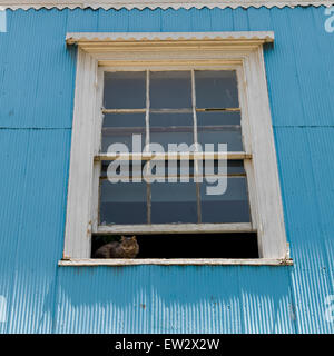 Katze im Fenster eines Hauses, Valparaiso, Chile Stockfoto